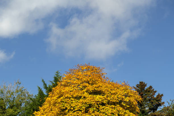 Tree tops on a bright sunny autumn morning in rural Scotland