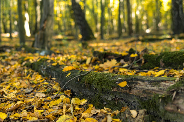 istock Old fallen trees lying on the ground covered with yellow leaves 2179824688
