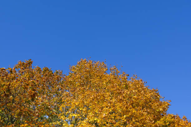 Autumn leaves of Sankeien. Shooting Location: Yokohama-city kanagawa prefecture