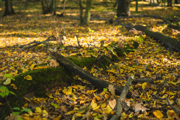 istock Old fallen trees lying on the ground covered with yellow leaves 2179825188