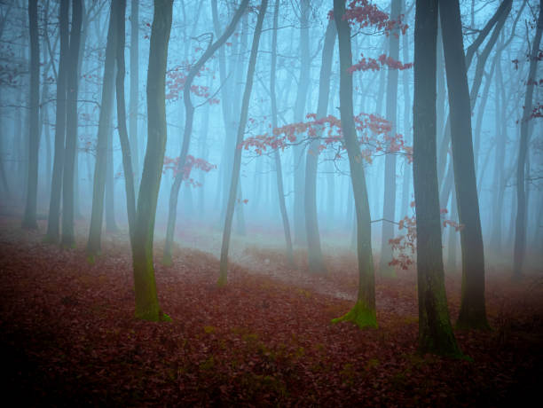 istock Mysterious foggy forest 2179825719