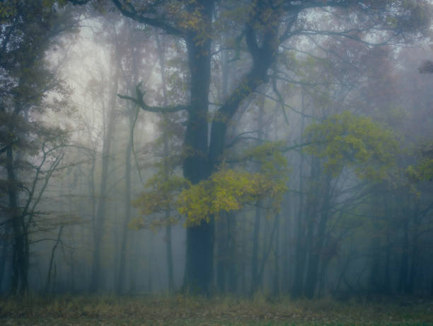 Mysterious foggy forest, colorful foliage, leafs,fog,tree trunks, gloomy autumn landscape. Eastern Europe.