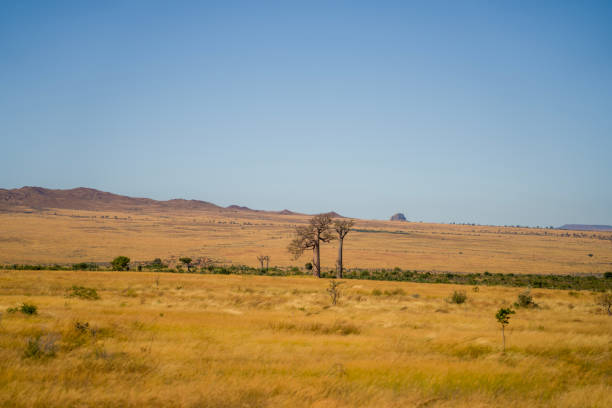 Two large baobab trees and some young ones in savannah landscape against clear blue sky. Madagascar