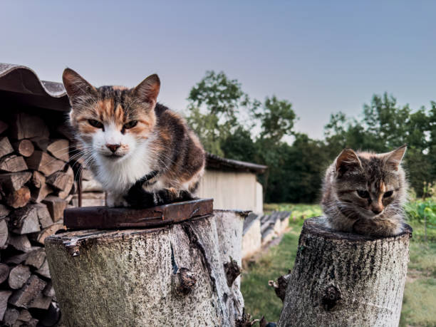 The a pussy and a kitten and two stumps