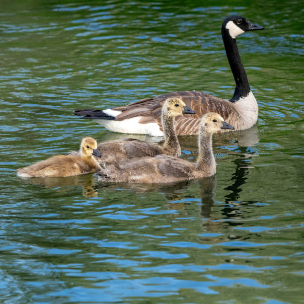 istock Momma and baby geese on a reflective pond 2179828581