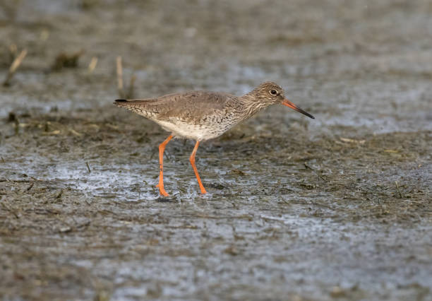 istock Common Redshank, Fuente de Piedra Lagoon, Malaga, Spain (Tringa totanus) 2179828855