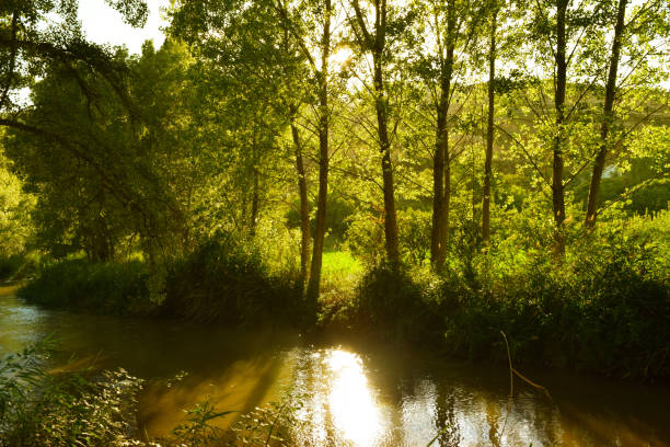Sunset sunlight filters through the trees in a forest creating sparkles on the surface of a river, view of a beautiful countryside environment.
