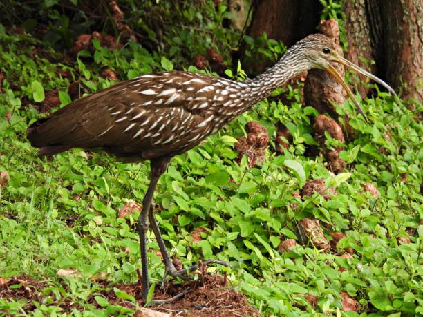 istock Limpkin (Aramus guarauna) -  standing in an uncultivated area 2179830728