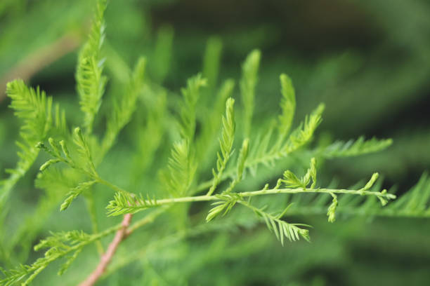istock Light green leaves close up. Background with green leaf. 2179831143