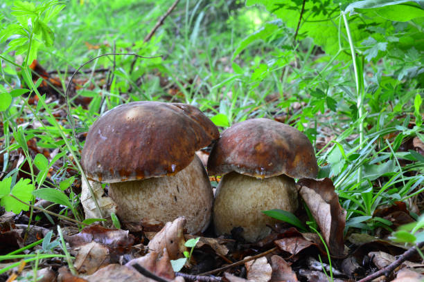 istock Twins, two nice specimen of Summer Bolete 2179831301