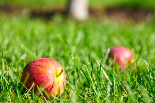 Close-up of red fallen apples on a green grass background in the orchard garden. Shallow depth of field. Space for copy.