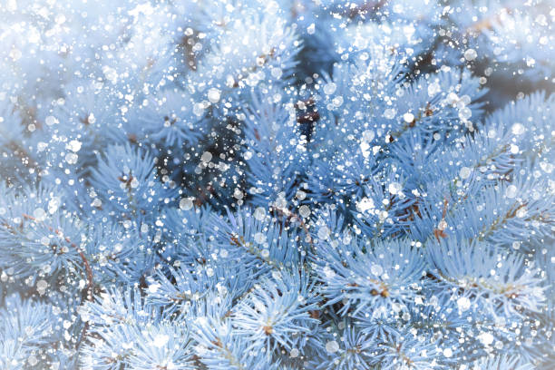 istock Blue spruce branch with white particles 2179832219