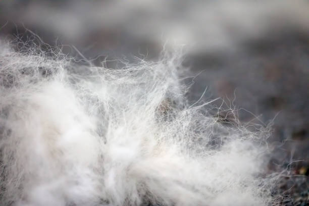 istock Dog hair after combing during molt season 2179832346