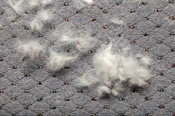 istock Dog hair after combing during molt season 2179832353