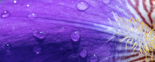 A close-up DSLR photo of a beautiful Iris flower petal with dew drops.