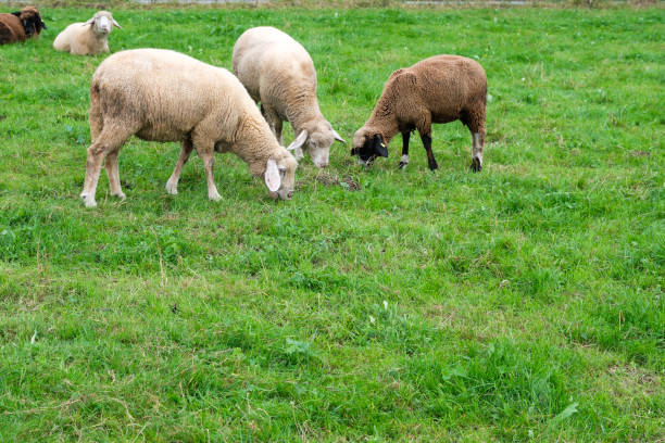 Sheep eat grass on a green pasture. Countryside life. Natural nutrition