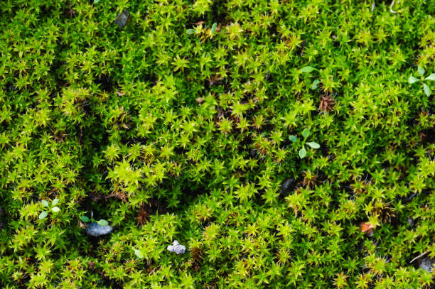 istock Close-up of lush green moss texture 2179835181