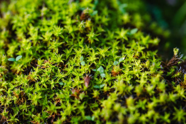 istock Close-up of lush green moss texture 2179835182
