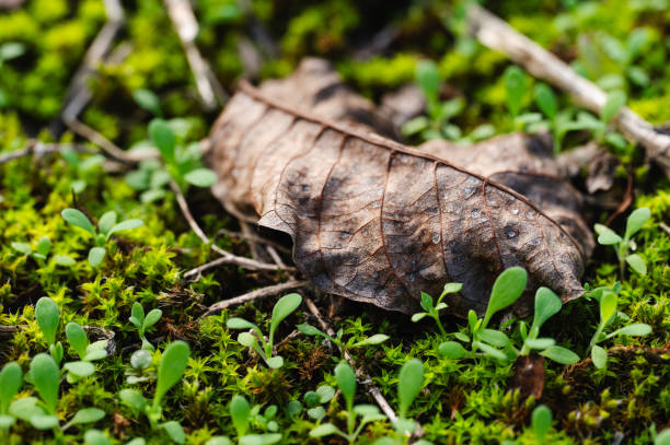 A detailed close-up of a dried, brown autumn leaf resting on the forest floor, with a soft focus on the background of green moss and small plants. The intricate texture of the leaf's surface contrasts with the surrounding greenery, highlighting the natural decay and seasonal change.