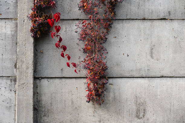 A section of a concrete wall with red and purple climbing vines cascading down its surface. The contrast between the vibrant colors of the leaves and berries and the stark gray of the wall creates a striking visual effect, adding a natural element to the industrial backdrop.
