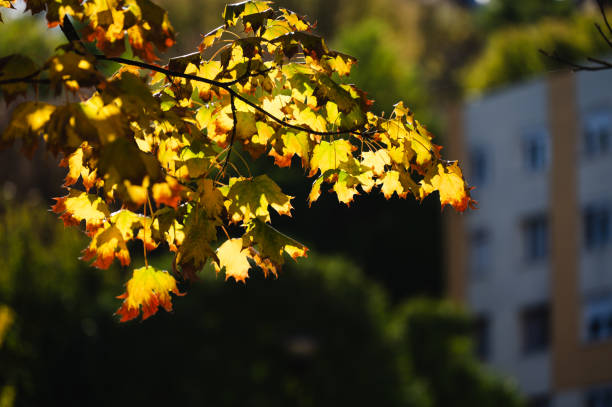 A branch of golden autumn leaves illuminated by sunlight, with a soft, blurred background showing urban buildings and greenery. The image captures the transition of seasons, blending natural beauty with a cityscape in the distance.