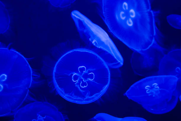 istock Moon jellyfish in a dark aquarium 2179835260