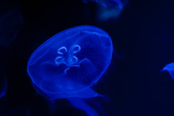 Moon jellyfish Hawaii, its scientific name is Aurelia aurita