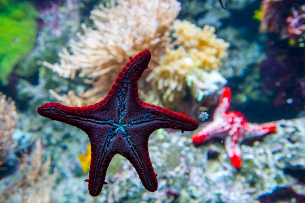 istock Red knob sea star in an aquarium 2179835707