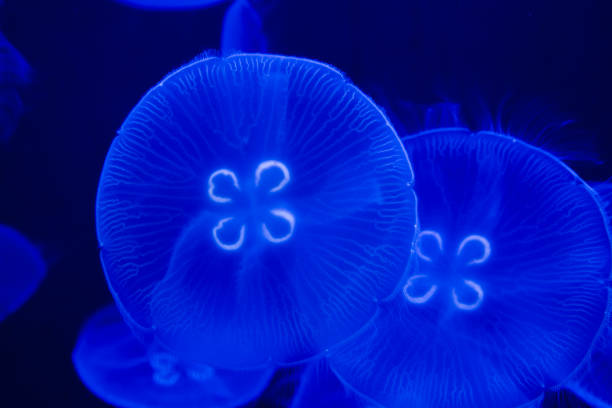 istock Moon jellyfish in a dark aquarium 2179835891
