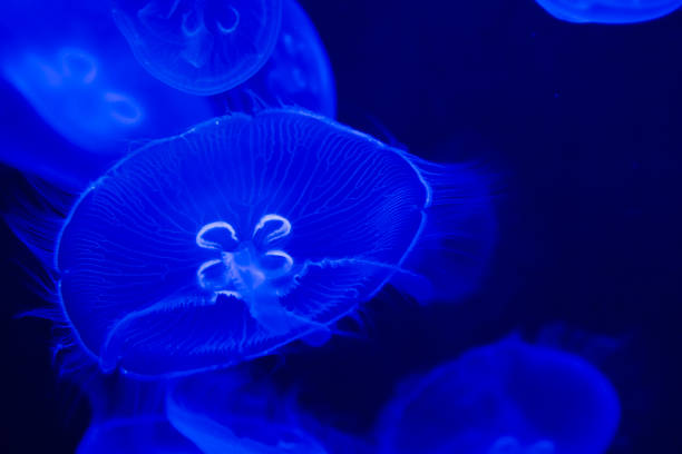 istock Moon jellyfish in a dark aquarium 2179835907