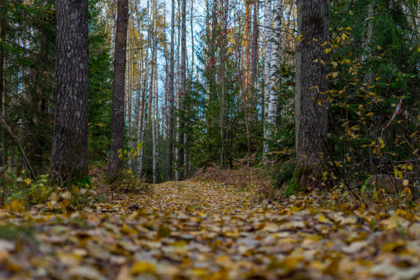A road strewn with fallen leaves in an autumn forest