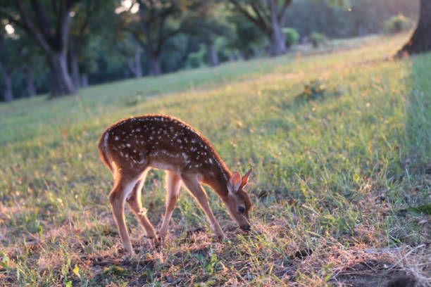 A female White-tailed Deer, Odocoileus virginianus, walks across a meadow of brown spring time grass.  A green forest in the background.