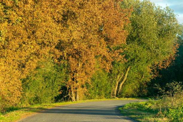 road in a forest with deciduous trees in autumn colors, fall background concept
