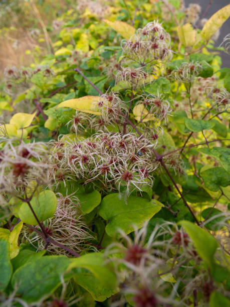 istock close up on wild flowers 2179838728