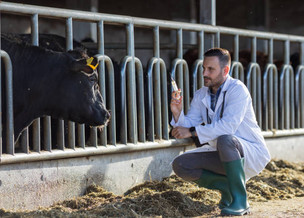 istock Veterinarian preparing vaccine for cattle in cowshed 2179841494