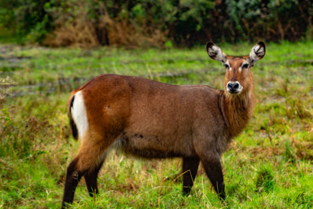 istock Waterbuck Gazing Intently 2179841683