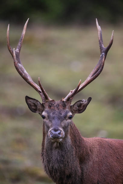 istock Portrait of a deer 2179841702