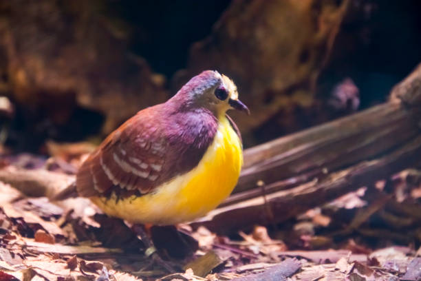 Cinnamon ground dove, its scientific name is Gallicolumba rufigula