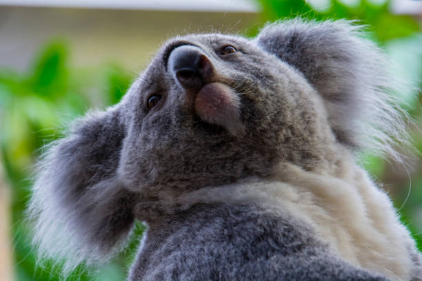 Koalabär beim fressen
