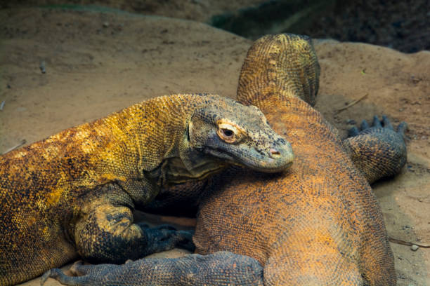 istock Komodo dragons are resting in a zoo 2179843367