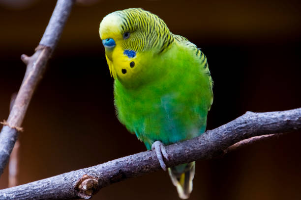 istock budgerigar or common parakeet in a volier in a zoo 2179843687