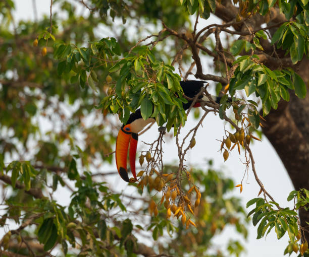 A Toco Toucan, Ramphastos toco, using the tip of its large beak delicately to pick a seed from a tree. Pantanal, Brazil