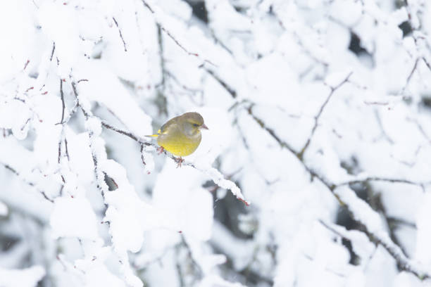 Dark-eyed Junco in the snowing day