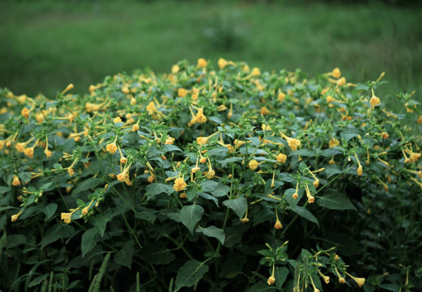 A dense bush of vibrant yellow Four O'Clock flowers (Mirabilis jalapa) blooming amidst lush green foliage. The trumpet-shaped flowers hang delicately from the stems, creating a lively contrast with the surrounding greenery. This cluster of flowers, known for their late afternoon blooms, stands out against the natural background of grass, embodying the vitality of a summer garden.