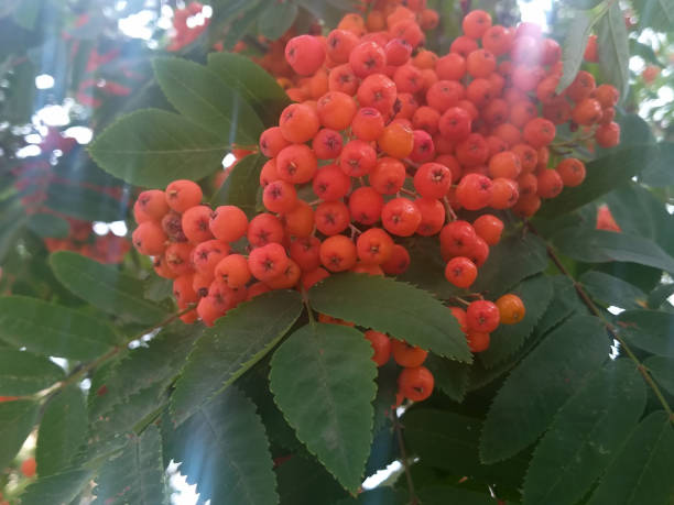 Autumn rowan berries on branch. Rowan berries are sour but rich in vitamin C.