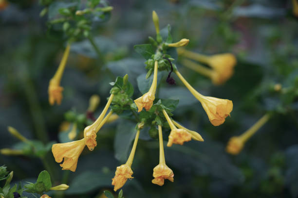 A cluster of vibrant yellow Four O'Clock flowers (Mirabilis jalapa) in full bloom. The trumpet-shaped flowers dangle gracefully from green stems, set against a backdrop of rich foliage. These evening-blooming flowers are known for their vivid colors and their habit of opening late in the day, adding a touch of beauty to twilight gardens.