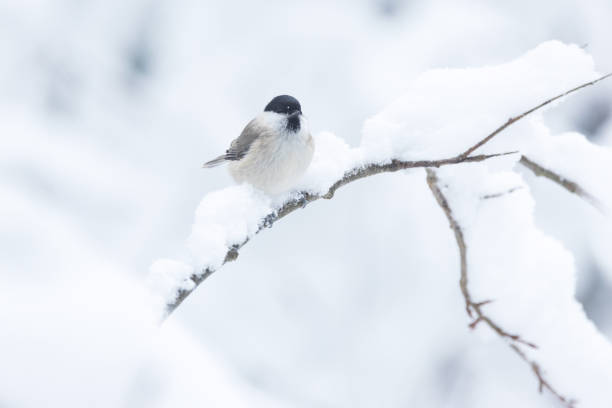 istock A small Marsh tit standing on a snowy branch in a wintry forest in Estonia 2179847481