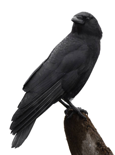 istock An american crow 