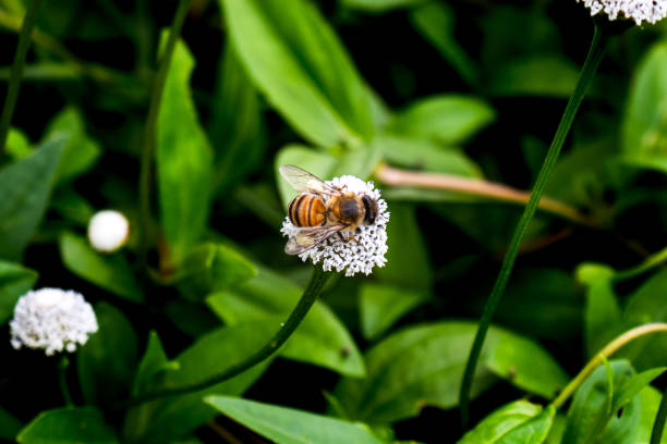 istock Close-Up of a Bee Pollinating Delicate White Flowers 2179847655