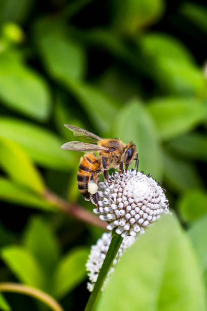 istock Close-Up of a Bee Pollinating Delicate White Flowers 2179847657